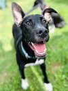 Sammy - Photo 1