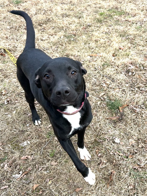 SOCKS - Labrador Retriever available for adoption