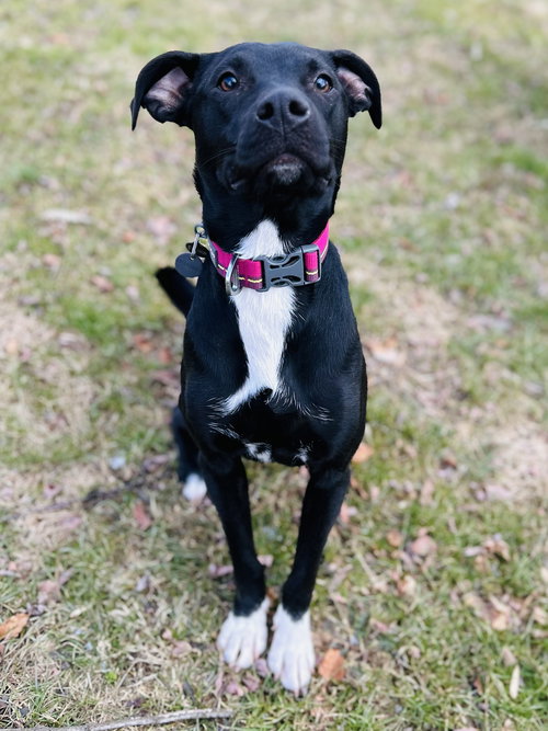 SOCKS - Labrador Retriever available for adoption