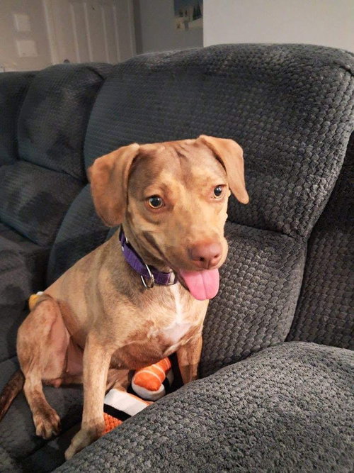 MISO - Beagle available for adoption