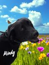 Mindy