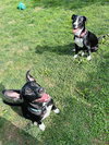 Sissy - Photo 4