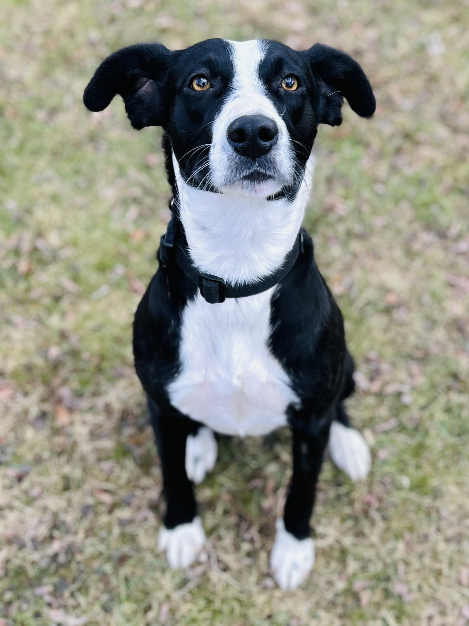 Addison Image