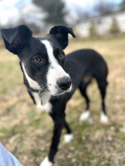 ADDISON - Collie / Labrador Retriever available for adoption
