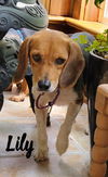 Lily