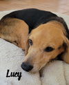 Lucy