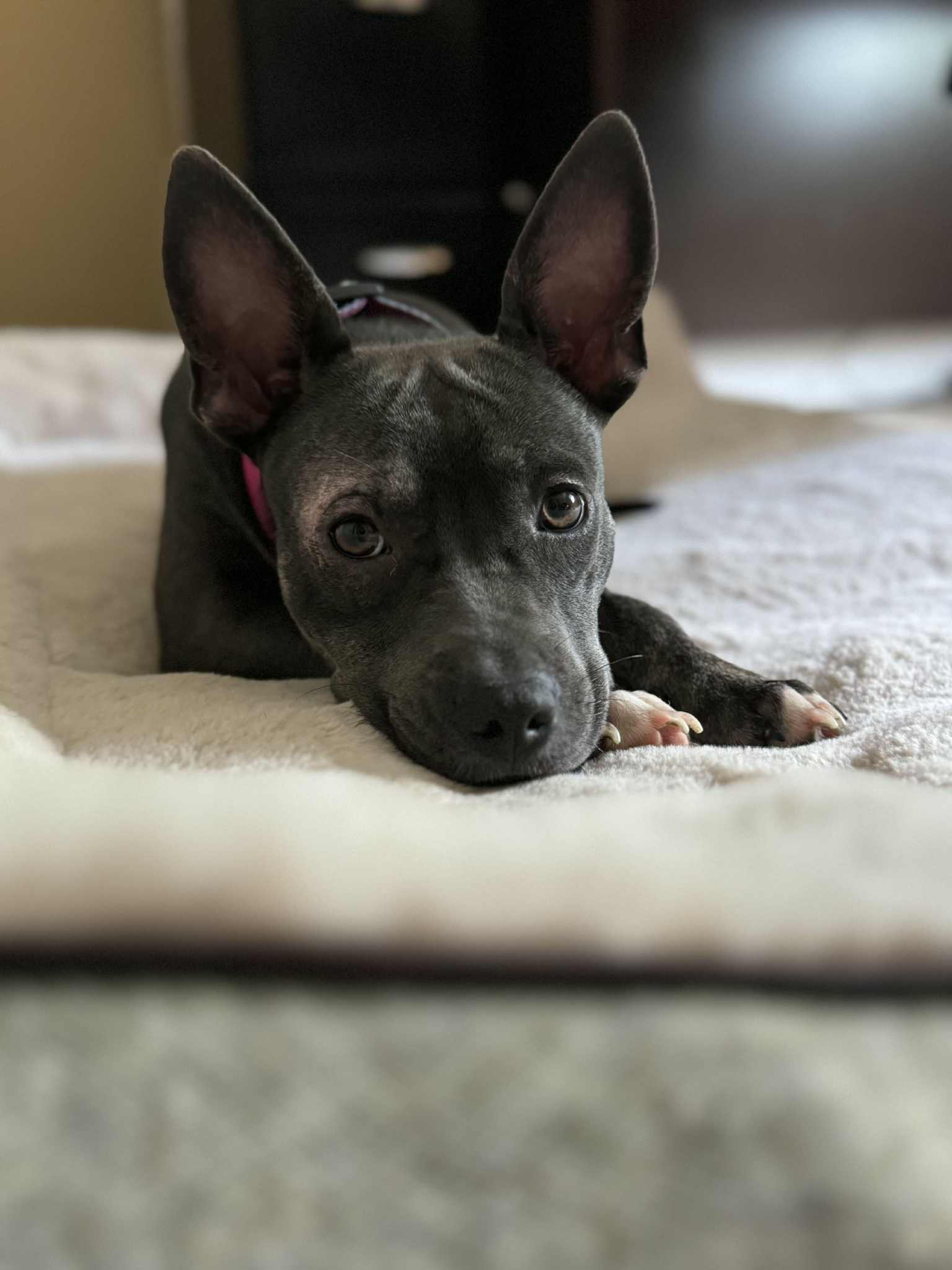 adoptable Dog in Elizabethtown, PA named Julie