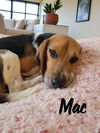 adoptable Dog in , PA named Mac