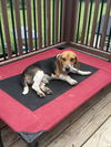 adoptable Dog in  named Mac