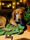adoptable Dog in , PA named Sully