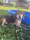 adoptable Dog in  named Sully