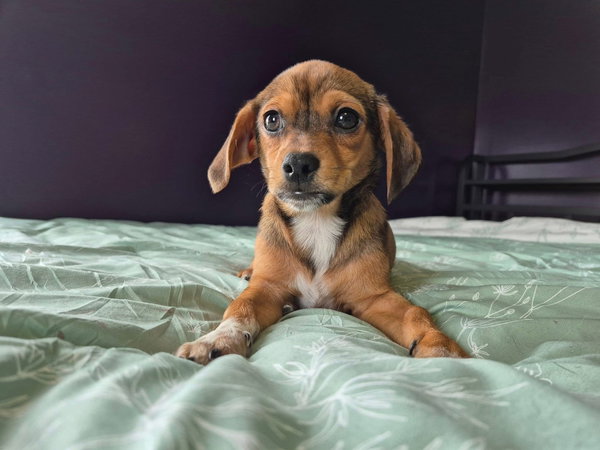 Widdle