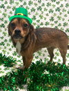 Widdle - Photo 6