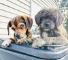 Widdle - Photo 7