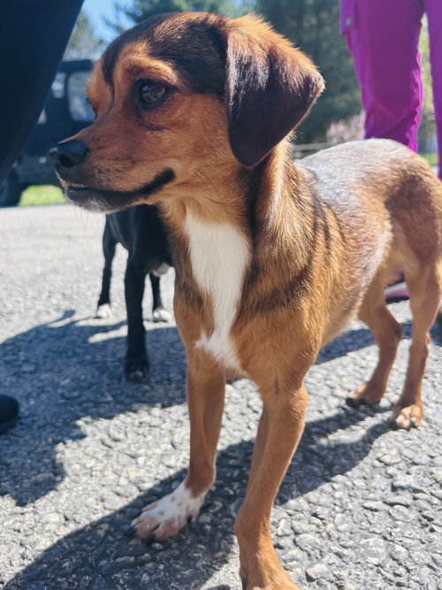 WIDDLE - Terrier / Chihuahua available for adoption