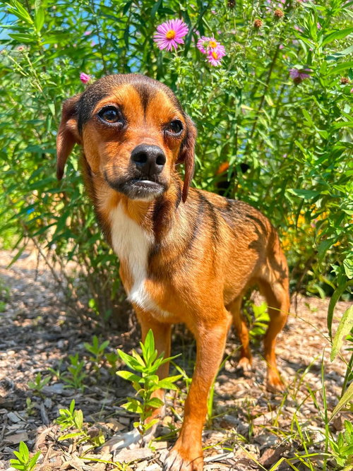 Widdle, a dog for adoption from 2nd Chance 4 Life