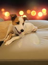 adoptable Dog in  named Benny