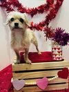 Sadie - Photo 3