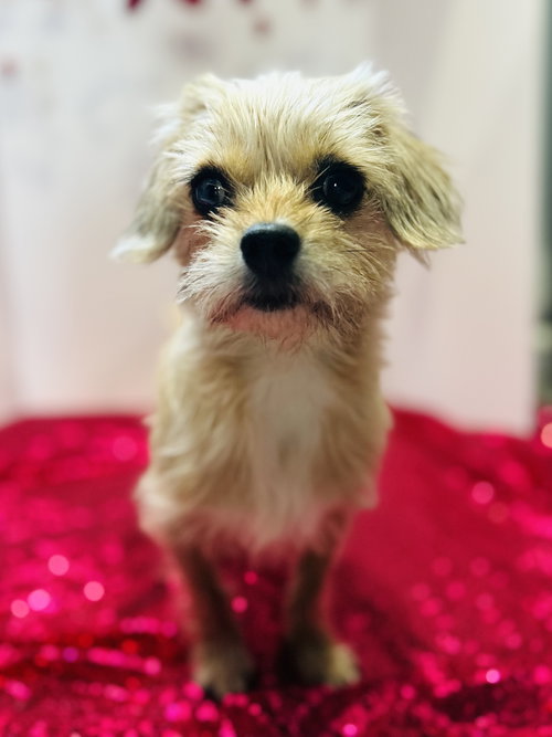 SADIE - Brussels Griffon / Terrier available for adoption