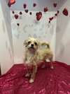 Sadie - Photo 4