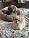 Sadie - Photo 5