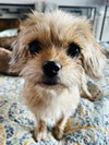 Sadie - Photo 2