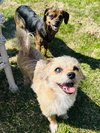 Sadie - Photo 2