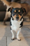 Apple - Photo 2