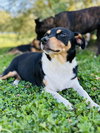 Apple - Photo 3