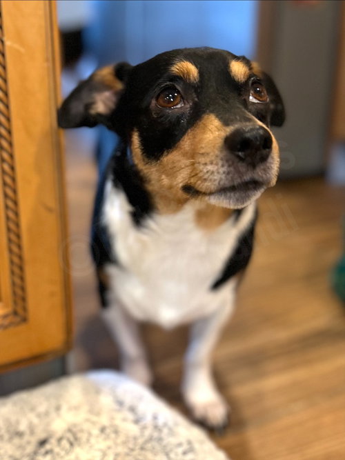 APPLE - Beagle / Jack Russell Terrier available for adoption
