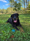 Sierra - Photo 5