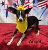 Angel Rat Terrier - Photo 6