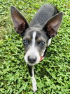 Angel Rat Terrier - Photo 2