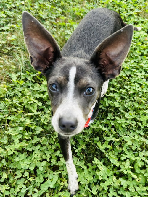 ANGEL RAT TERRIER - Rat Terrier available for adoption