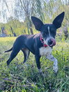 Angel Rat Terrier - Photo 3