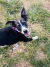 Angel Rat Terrier - Photo 4