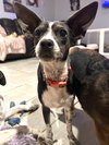 Angel Rat Terrier - Photo 5