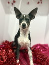 Angel Rat Terrier - Photo 1
