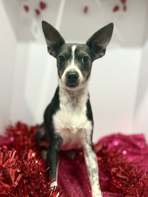 ANGEL RAT TERRIER - Rat Terrier available for adoption
