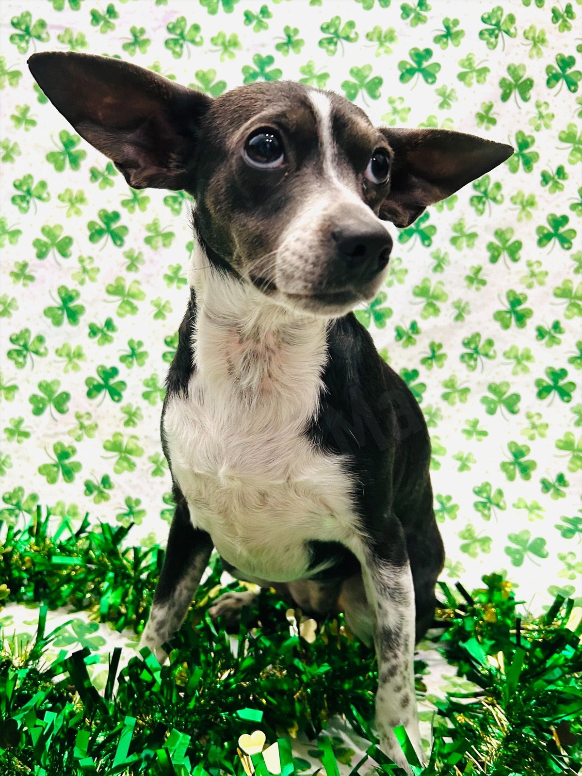 Angel Rat Terrier