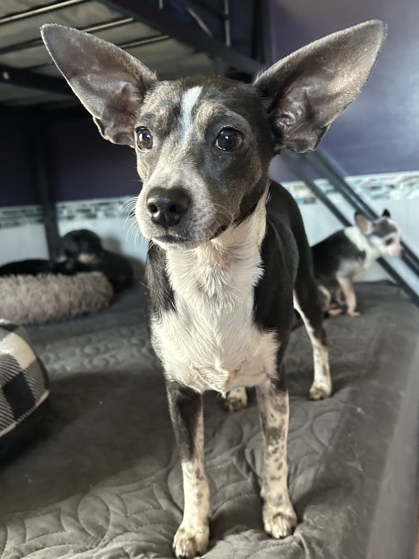 Angel Rat Terrier