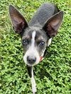 Angel Rat Terrier - Photo 1