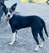 Angel Rat Terrier - Photo 2
