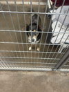 Daisey - Photo 4