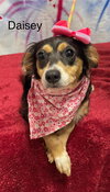 Daisey - Photo 2