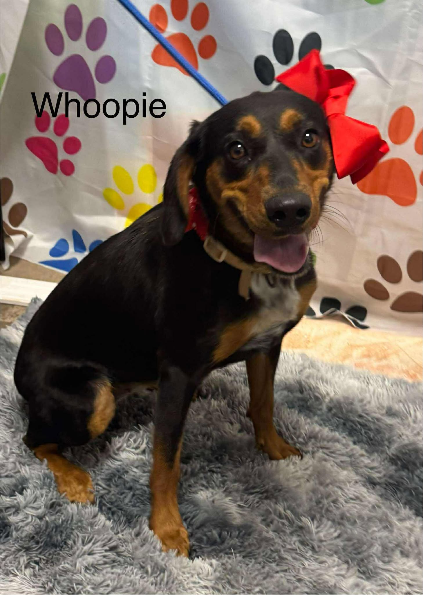 whoopie Image