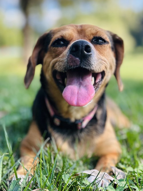 PUDDIN - Beagle available for adoption
