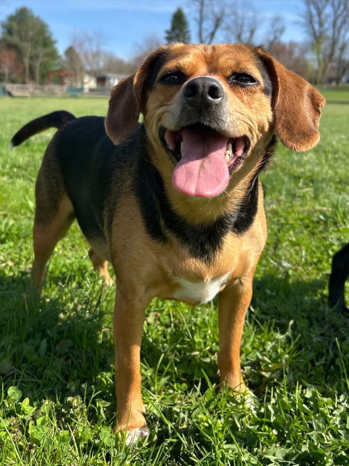 Puddin, an adoptable Beagle in Elizabethtown, PA
