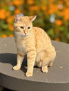 Tiger Lily or Lily for short :) - Photo 1
