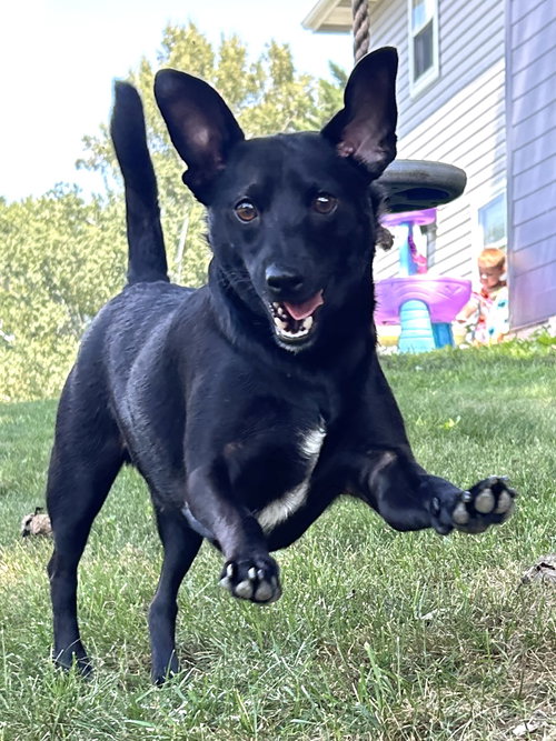 Spike, a dog for adoption from 2nd Chance 4 Life